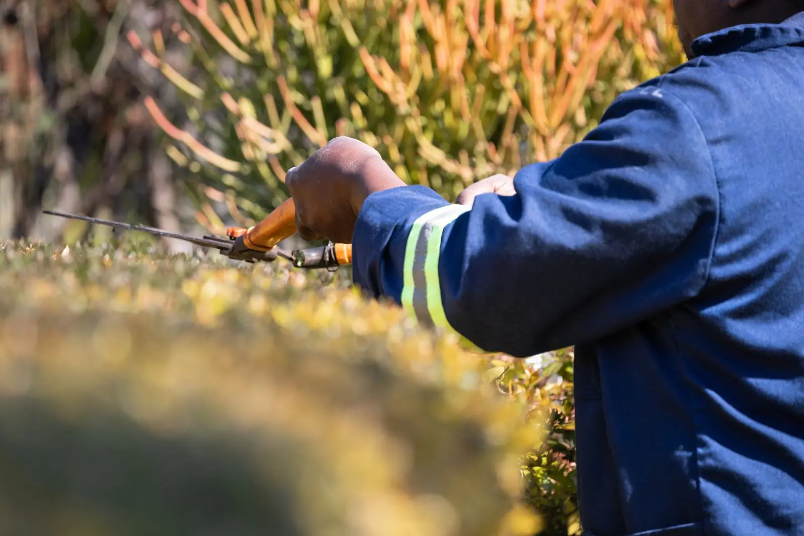 Heckenschnitt mit der Gartenschere, Arbeitsjacke mit Reflexstreifen